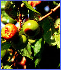 Spanish Tamarind - Ladybird Nursery