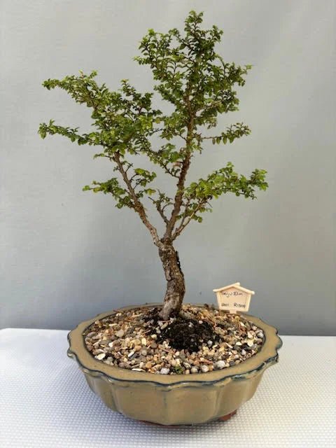 Elm Bonsai Starter Seiju (Ulmus parvifolia) - Ladybird Nursery