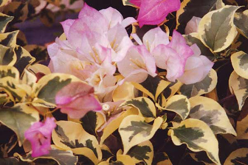 Arora Bougainvillea (Bougainvillea Bambino™)