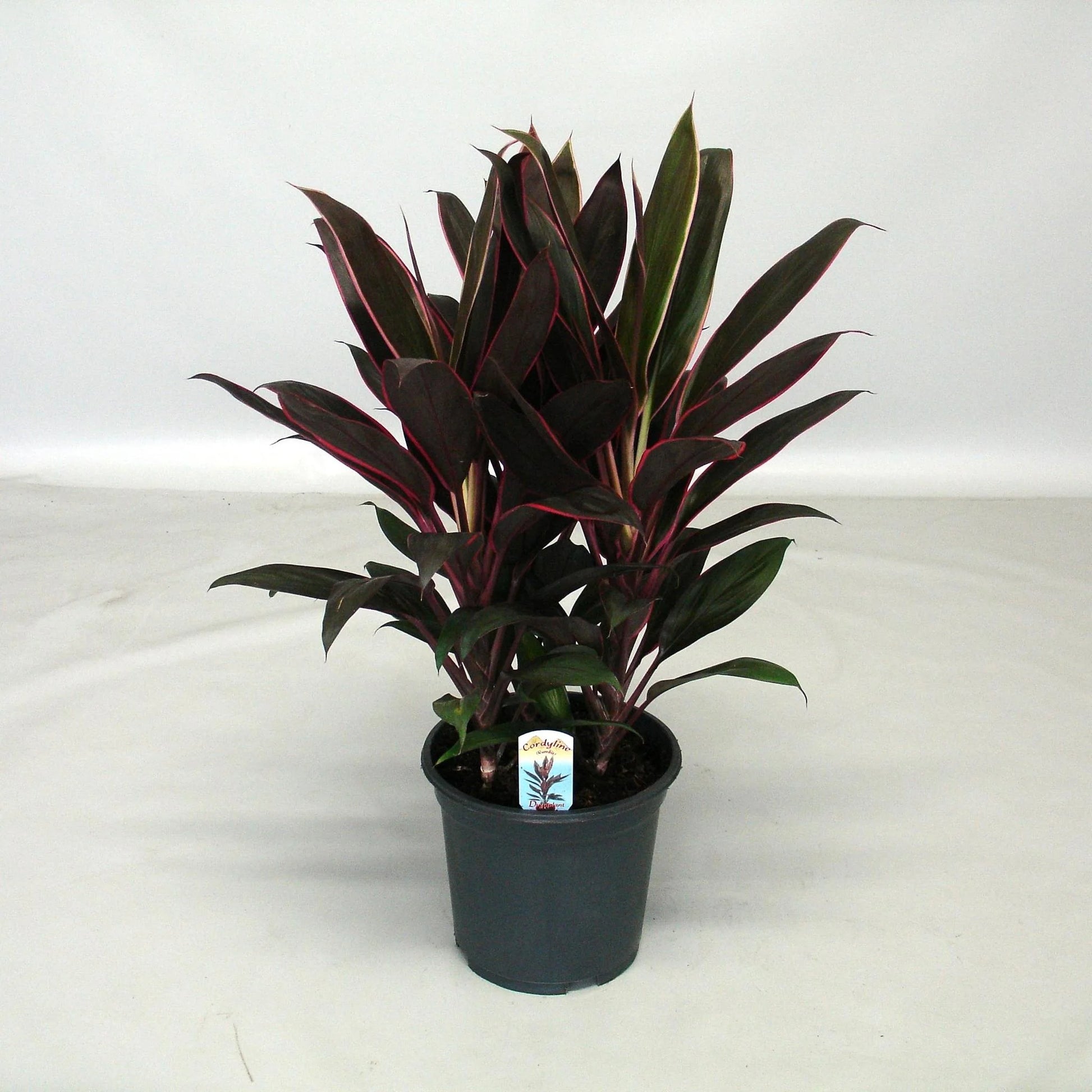 Cordyline Rumba (Cordyline fruticosa)