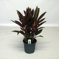 Cordyline Rumba (Cordyline fruticosa)