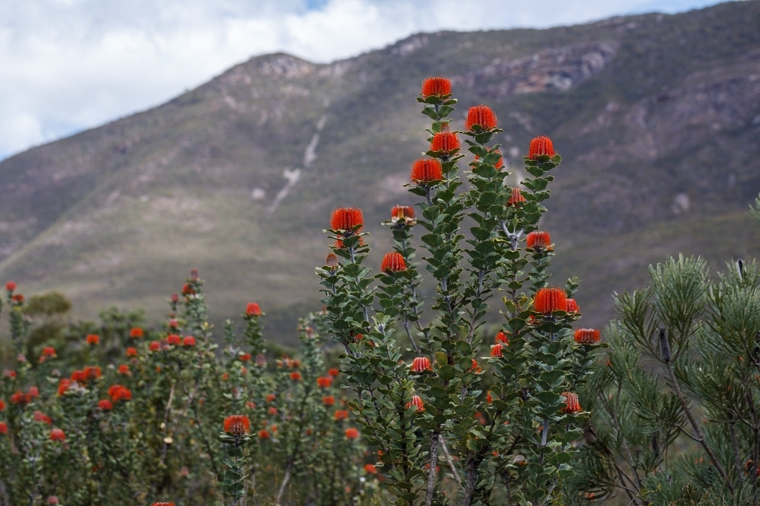 Scarlet Banksia (Banksia coccinea)