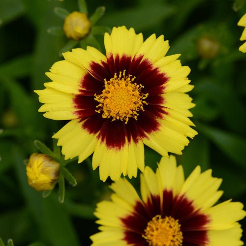Tickseed (Coreopsis UpTick™) - Ladybird Nursery