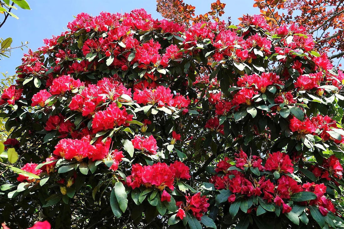 Rhododendron spp. Assorted - Ladybird Nursery