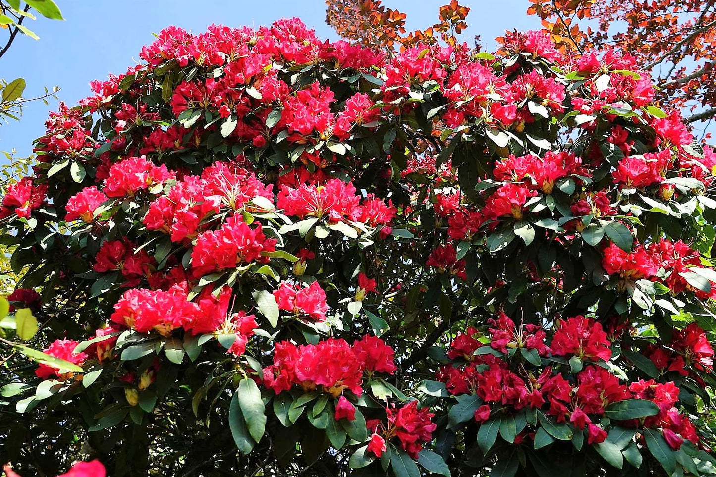 Rhododendron spp. Assorted