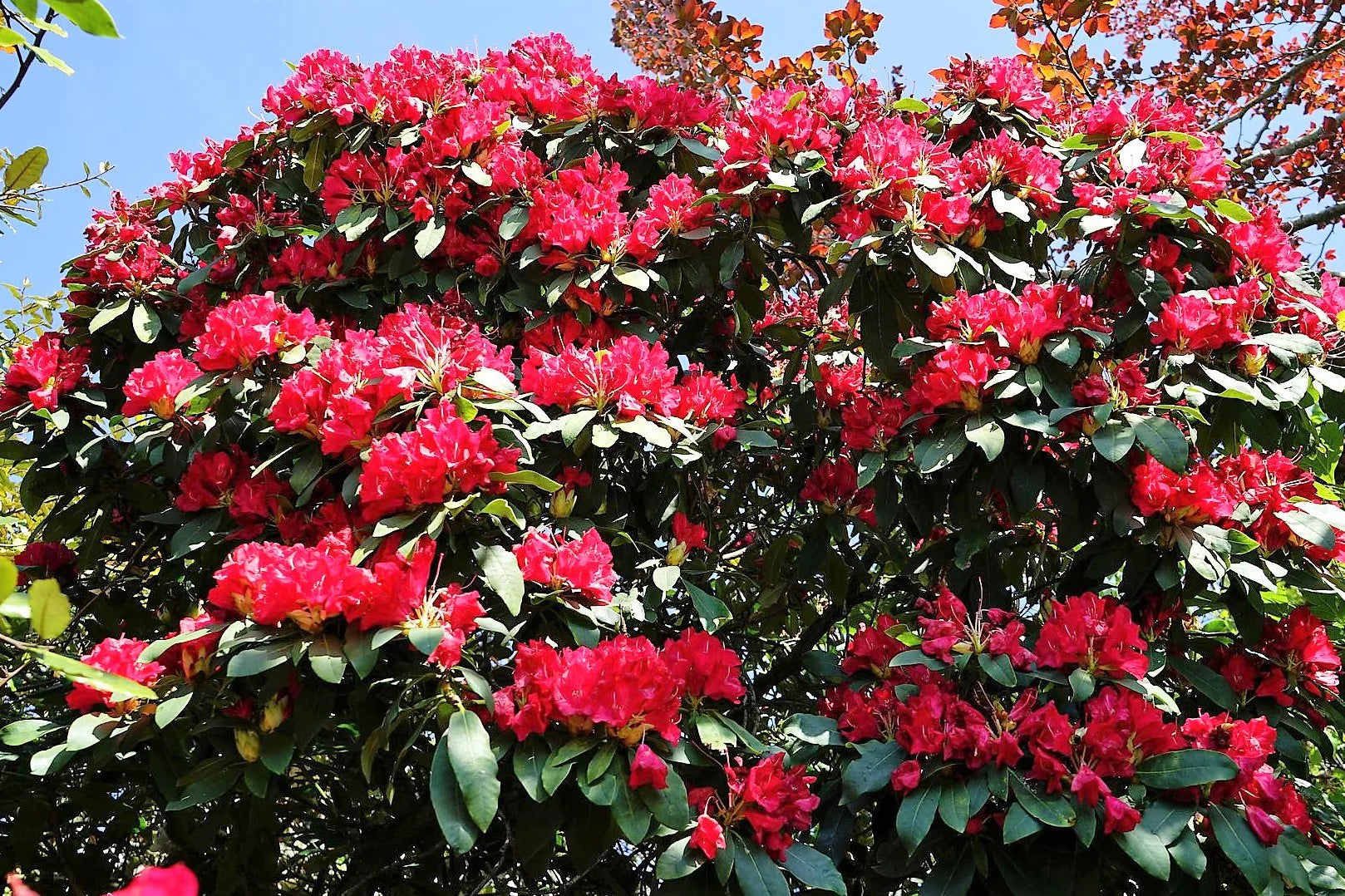 Rhododendron spp. Assorted