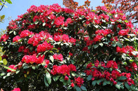 Rhododendron spp. Assorted
