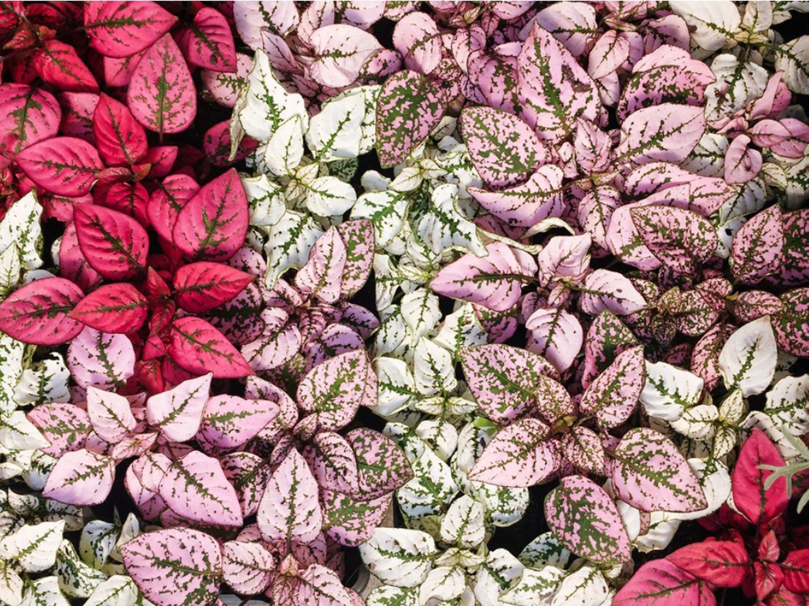 Polka Dot Plant Mix (Hypoestes spp.) - Ladybird Nursery
