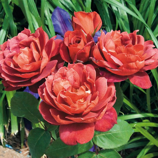 Rose Hot Chocolate 2 ft Standards (Rosa)