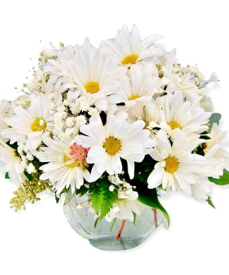 White Daze (Evolvulus pilosus)