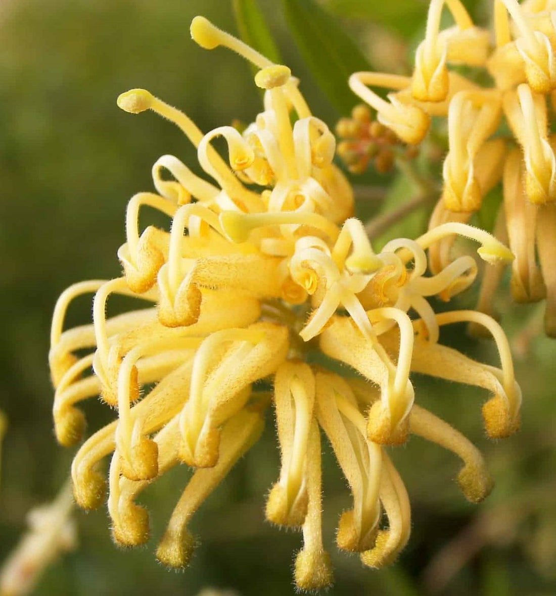 Grevillea Gold Fever - Ladybird Nursery