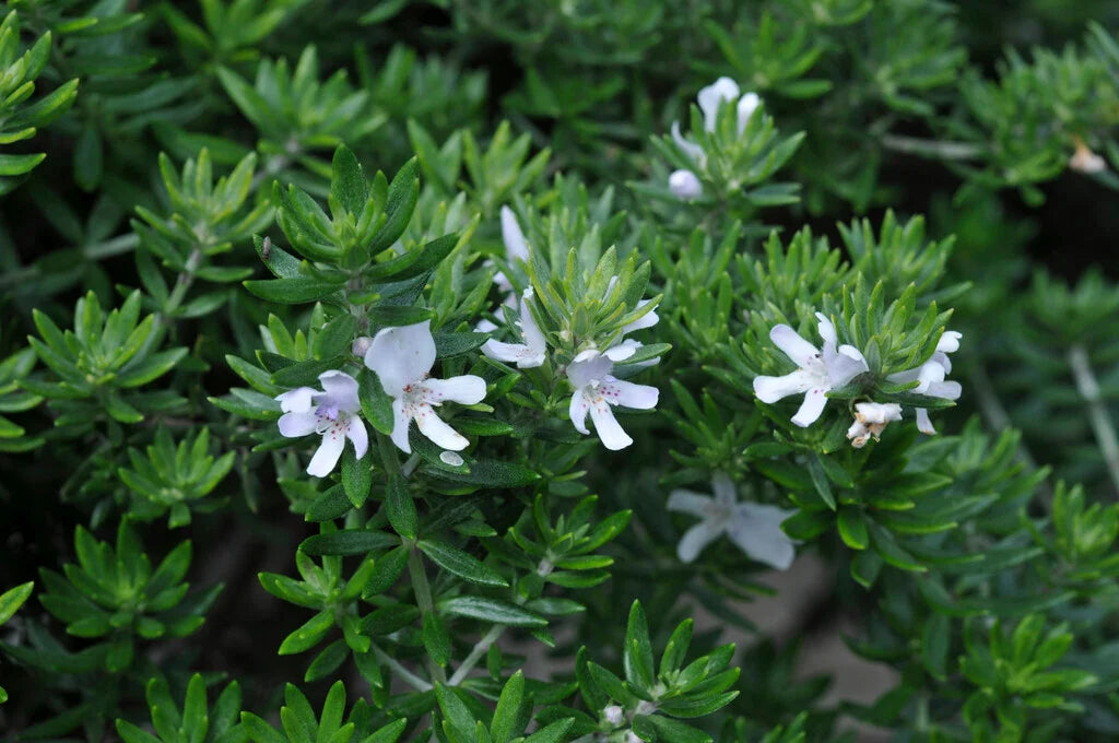 Coastal Rosemary Little Westie (Westringia)