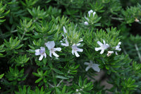 Coastal Rosemary Little Westie (Westringia)