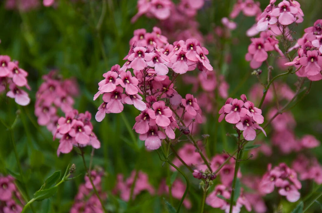 Twinspur Drifter (Diascia Little)