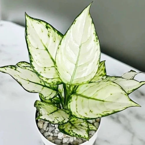 Aglaonema 'White Valentine'