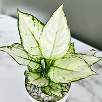 Aglaonema 'White Valentine'