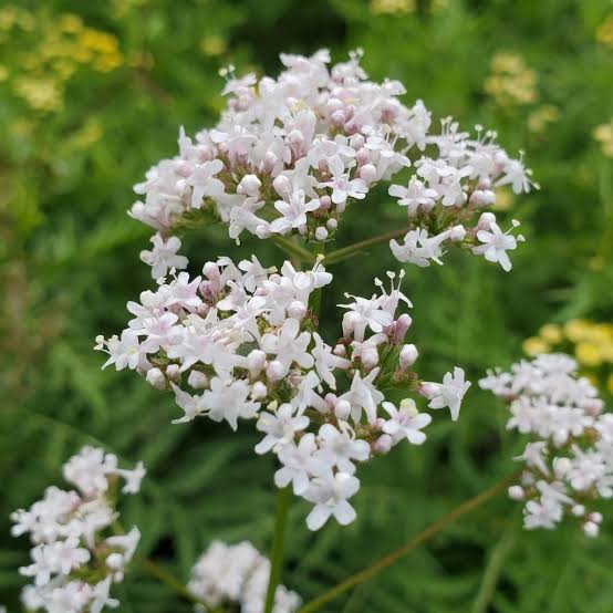 Valerian (Valeriana officinalis)