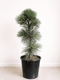 Vanderwolf's pyramid Limber Pine (pinus flexilis) - Ladybird Nursery