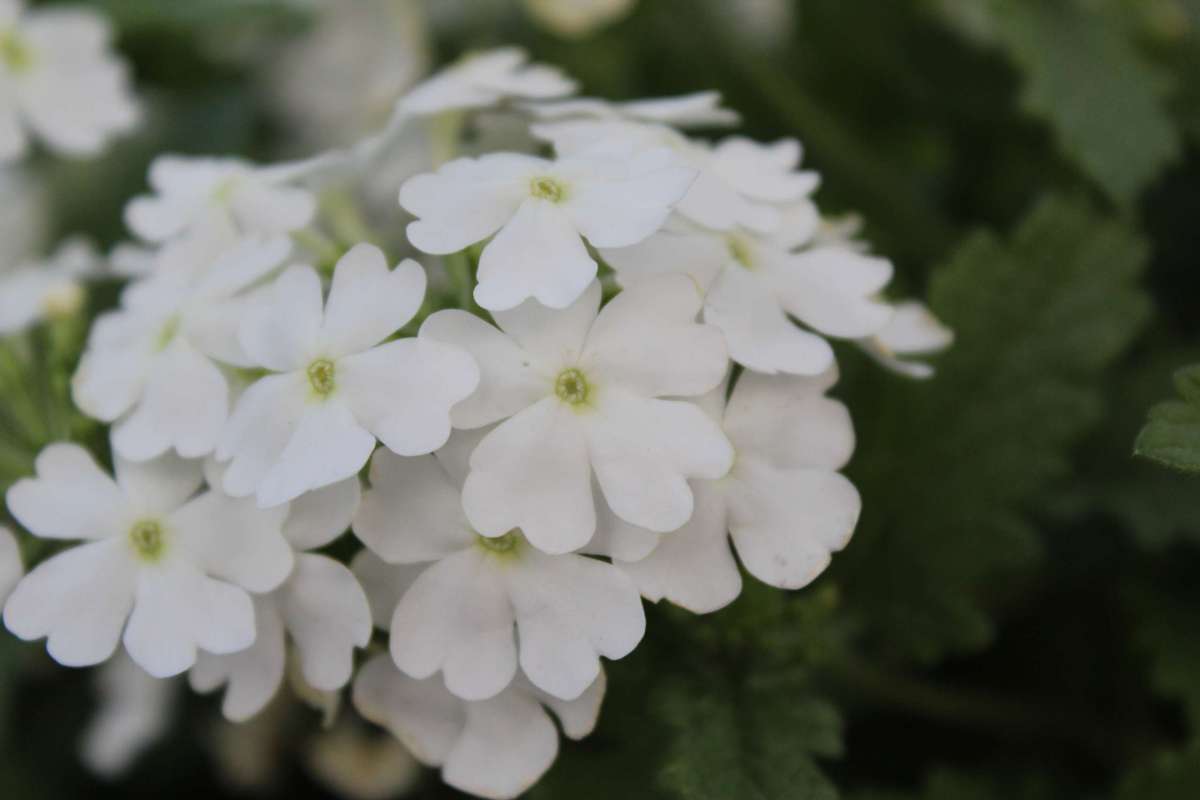 Verbena Vanessa Top White (Verbena)