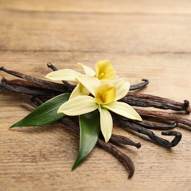 Vanilla - Ladybird Nursery