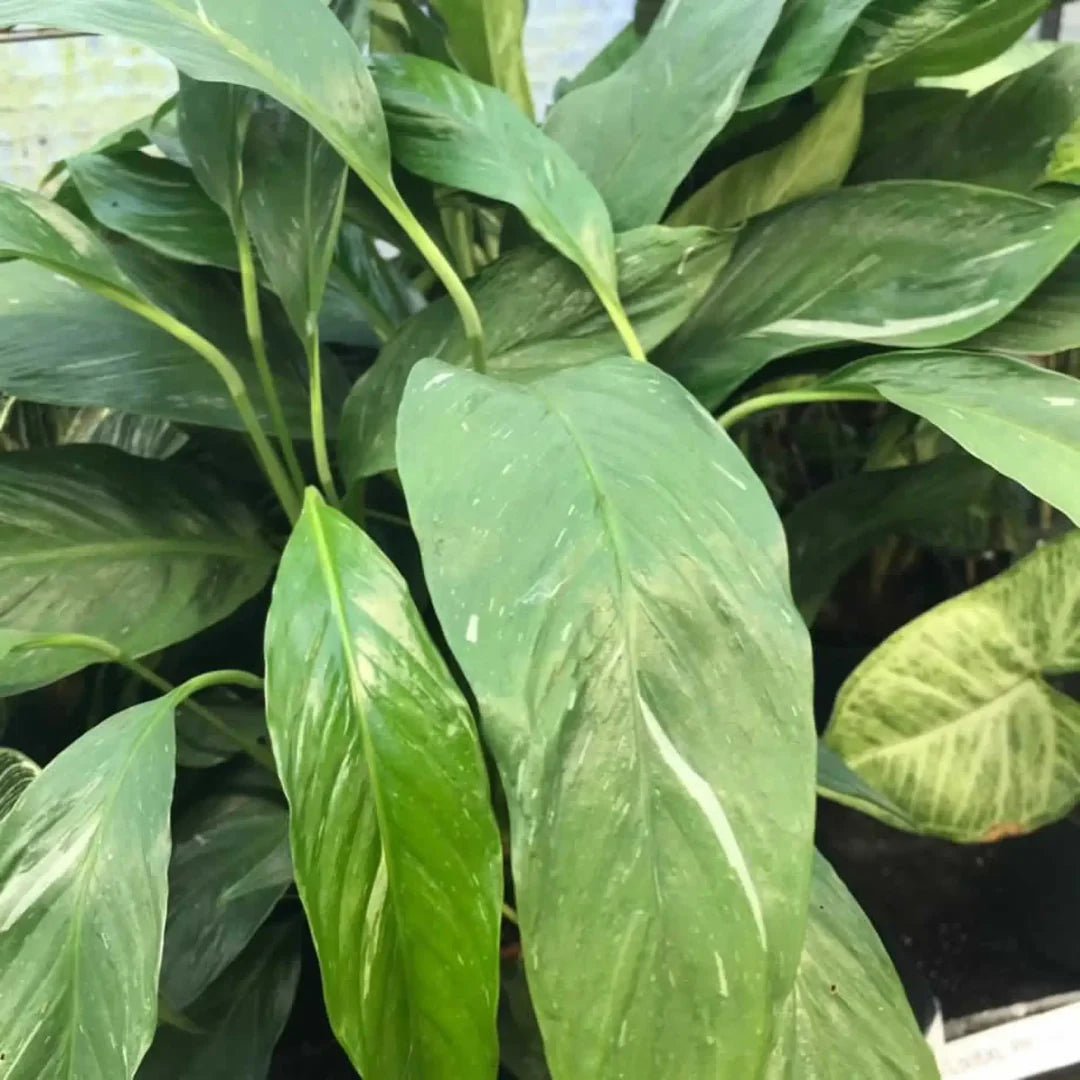 Peace Lily Variegated (Spathiphyllum) - Ladybird Nursery