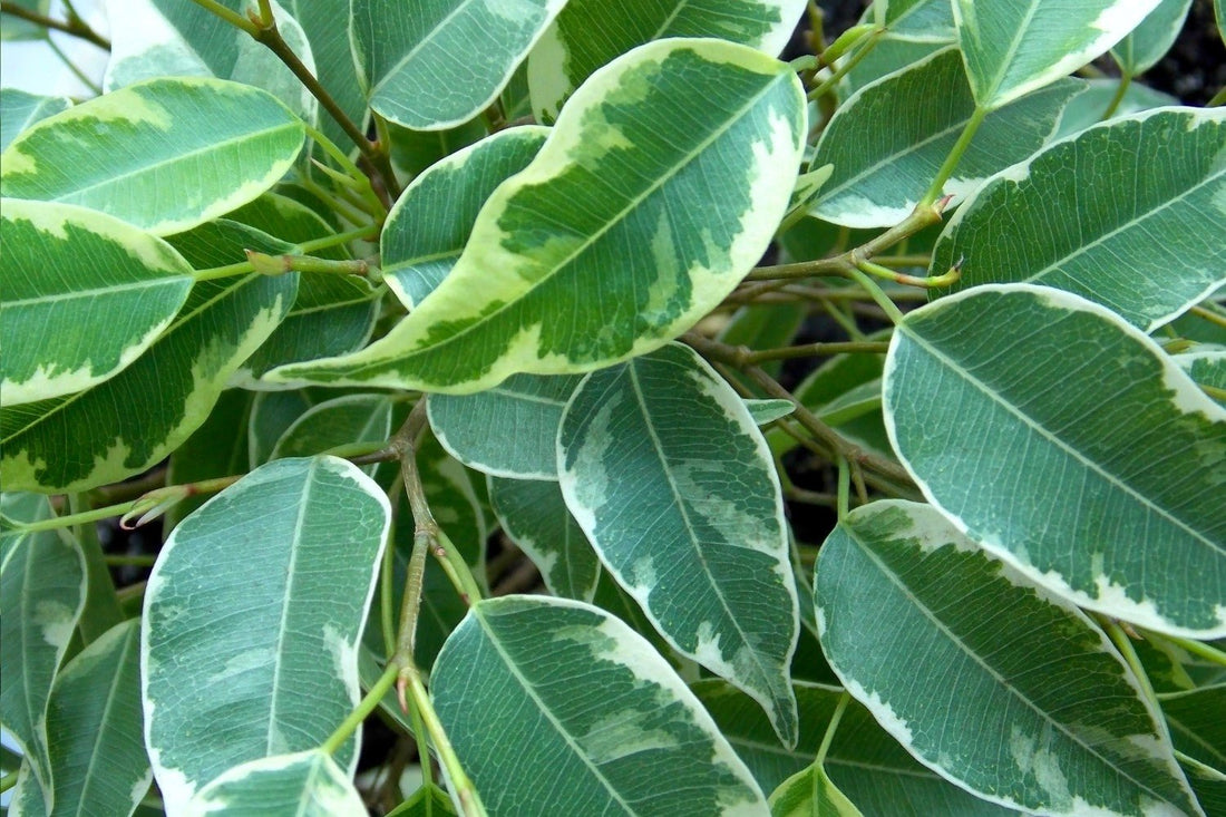 Baby Ben Weeping Fig (Ficus benjamina) - Ladybird Nursery