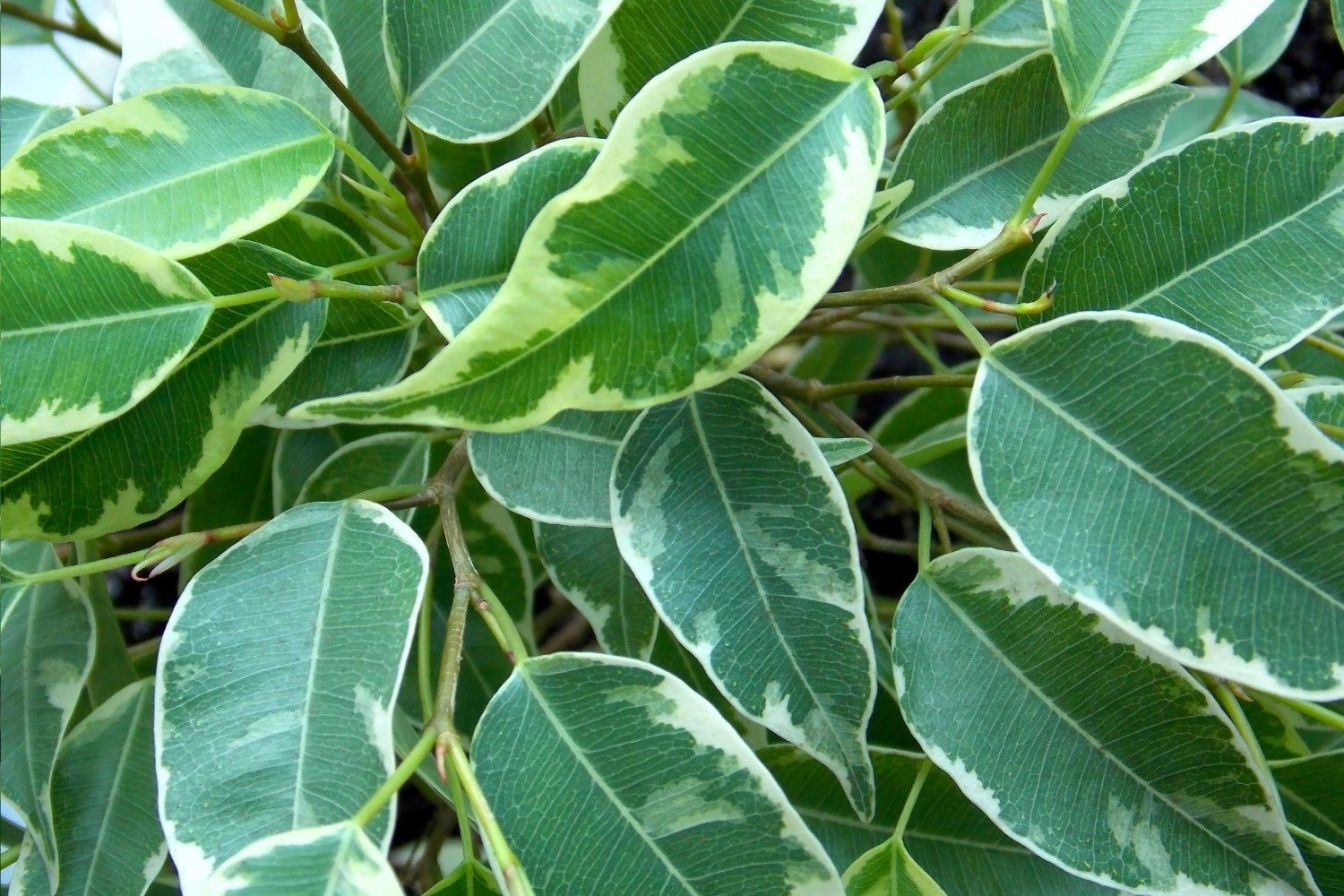 Baby Ben Weeping Fig (Ficus benjamina) - Ladybird Nursery