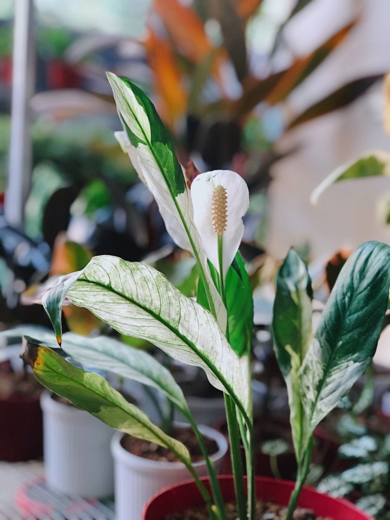 Peace Lily Variegated (Spathiphyllum) - Ladybird Nursery