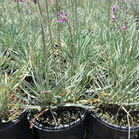 Society Garlic Silver Lace (Tulbaghia violacea) - Ladybird Nursery