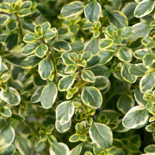 Variegated Lemon Thyme - Ladybird Nursery