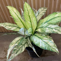Peace Lily Variegated (Spathiphyllum spp.)