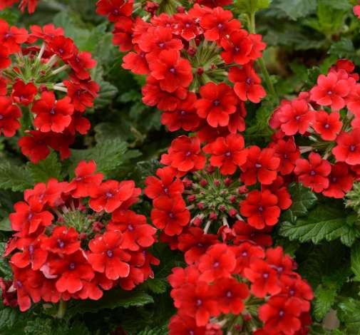 Verbena Vanessa Top Red (Verbena)