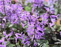 Spur Flower Velvet Diva (Plectranthus saccatus) - Ladybird Nursery