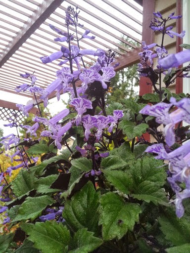 Plectranthus ‘Velvet Elvis’