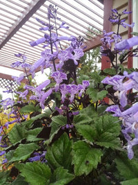 Plectranthus ‘Velvet Elvis’