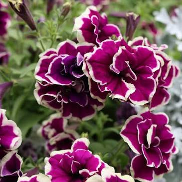 Petunia 'Velvet Champagne' - Ladybird Nursery