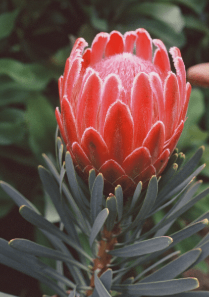 Protea repens x aristata ‘Venus’ - Ladybird Nursery