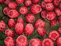 Protea repens x aristata ‘Venus’ - Ladybird Nursery