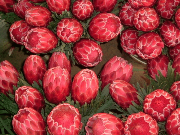 Protea repens x aristata ‘Venus’ - Ladybird Nursery
