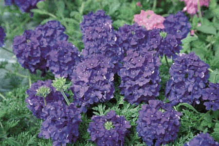 Verbena Almira Deep Blue (Verbena)