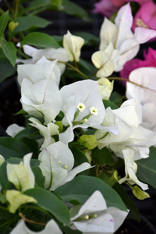 Bougainvillea Vera White (Bougainvillea glabra) - Ladybird Nursery