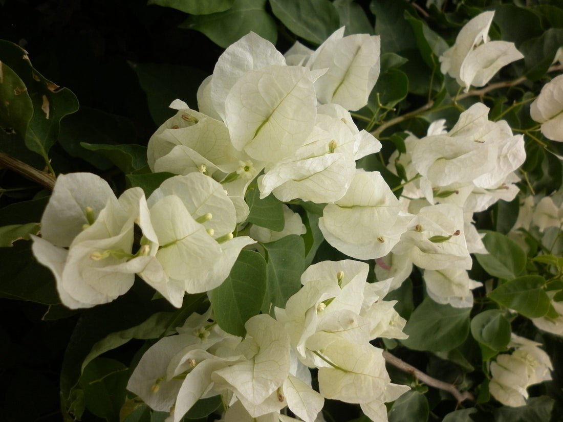 Bougainvillea Vera White (Bougainvillea glabra) - Ladybird Nursery