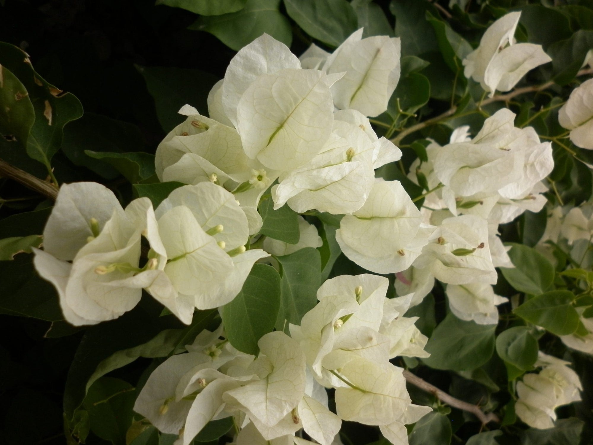 Bougainvillea Vera White (Bougainvillea glabra) - Ladybird Nursery