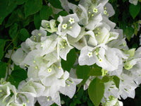 Bougainvillea Vera White (Bougainvillea glabra)
