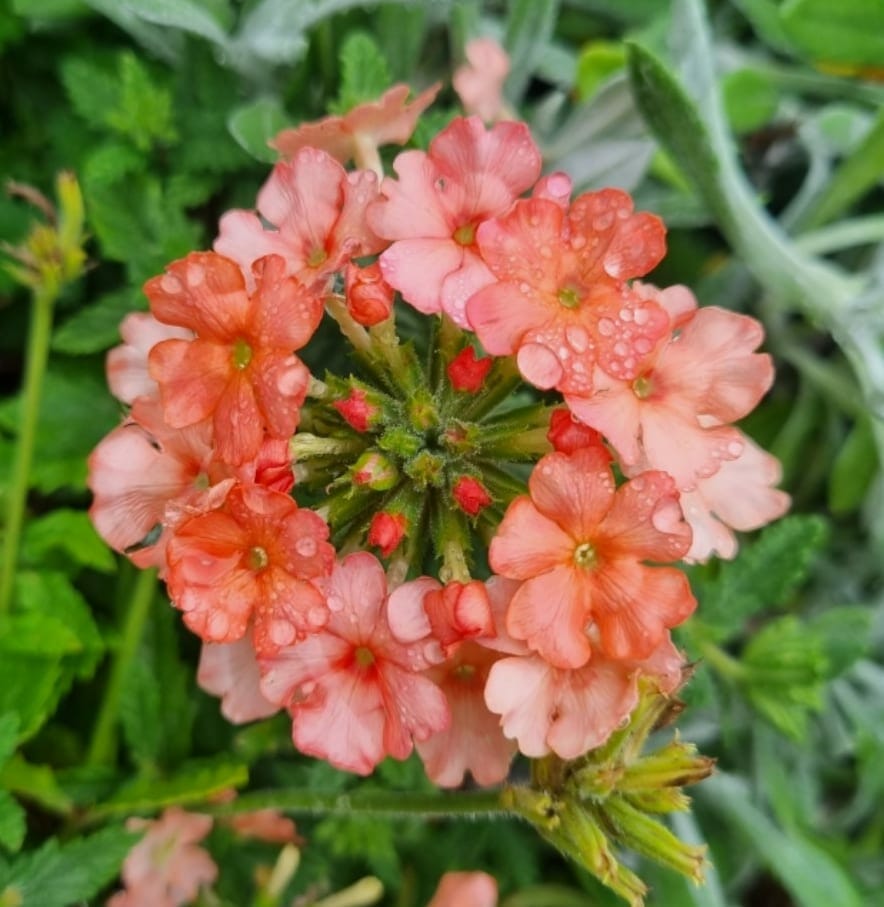Verbena Almira Peach (Verbena)