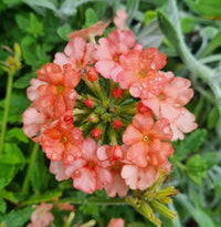 Verbena Almira Peach (Verbena) - Ladybird Nursery