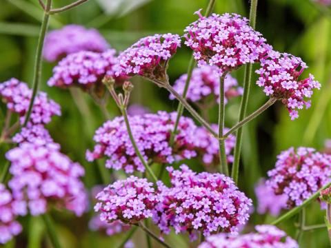 Verbena (Verbena spp.)