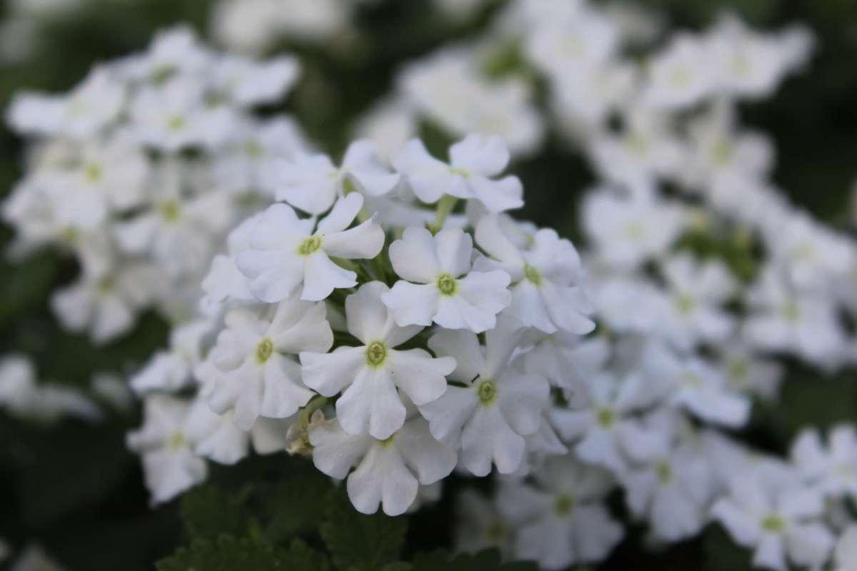 Verbena Vanessa Top White (Verbena) - Ladybird Nursery