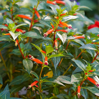 Assorted (Cuphea spp.)