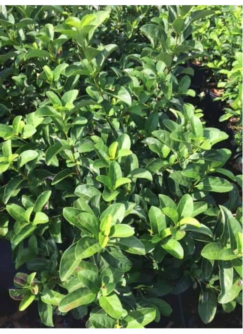 Sweet Viburnum (Viburnum odoratissimum)